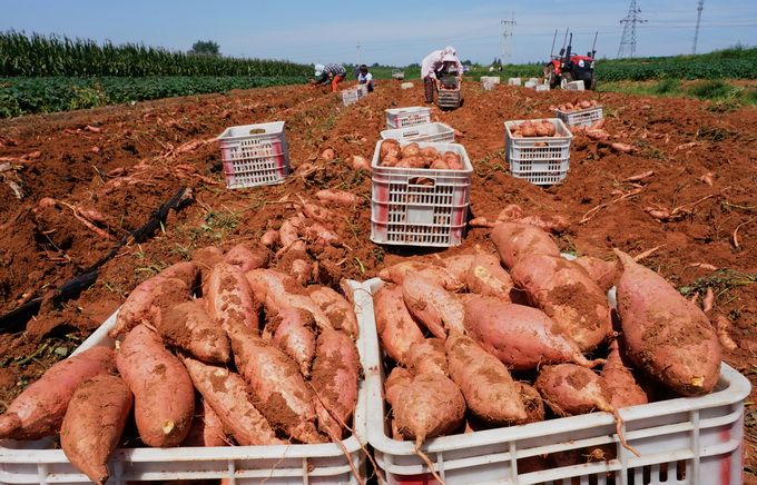 什么是"麦茬白薯"?白薯的栽种生长传代过程中,竟有这么多说头儿