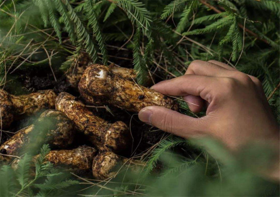 农业技巧天天看:松茸的种植不是很难,需要关注这几方面的问题
