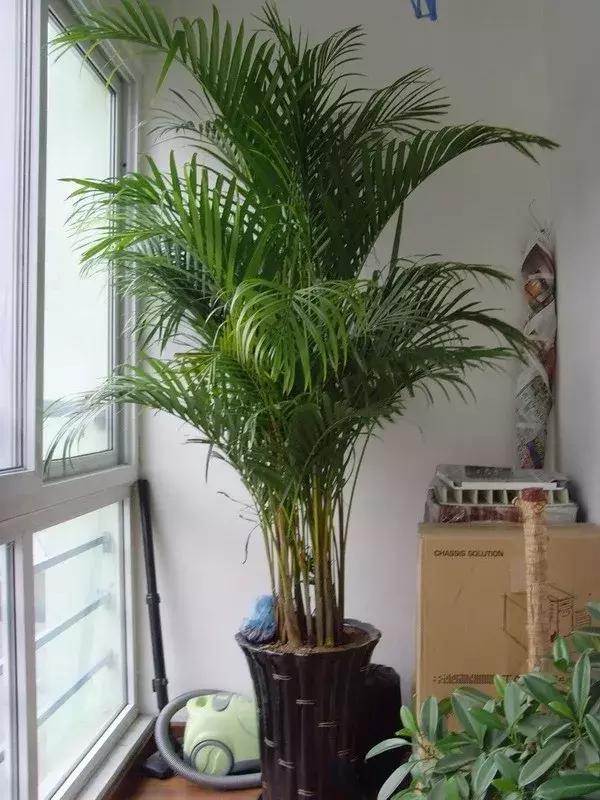 凤尾竹怎么修剪?学会这"2招"小技巧,枝叶茂盛,观赏性高!