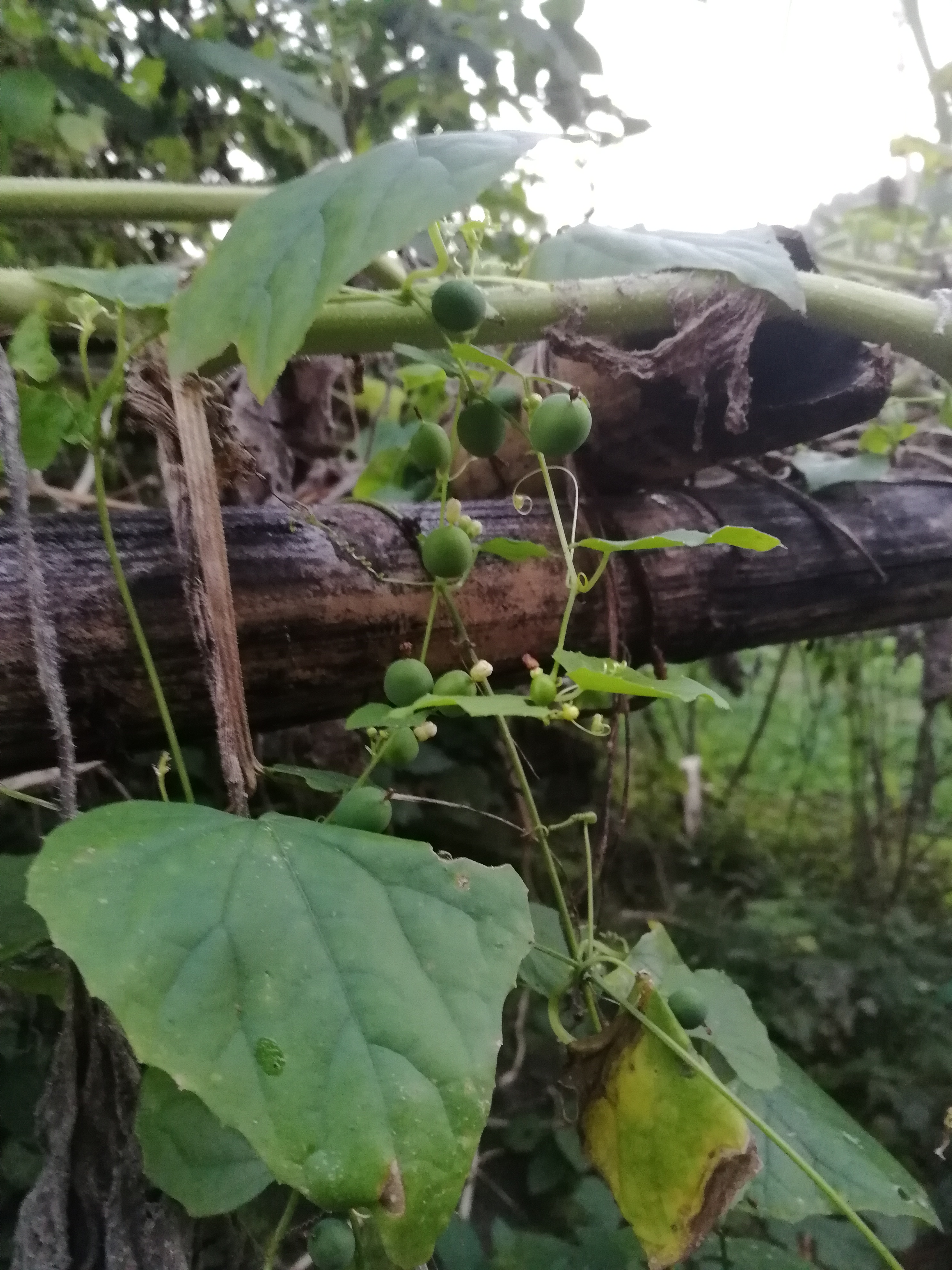 可见钮子瓜对于我们人体是很有益的.如果有需要,大家不妨试一试.