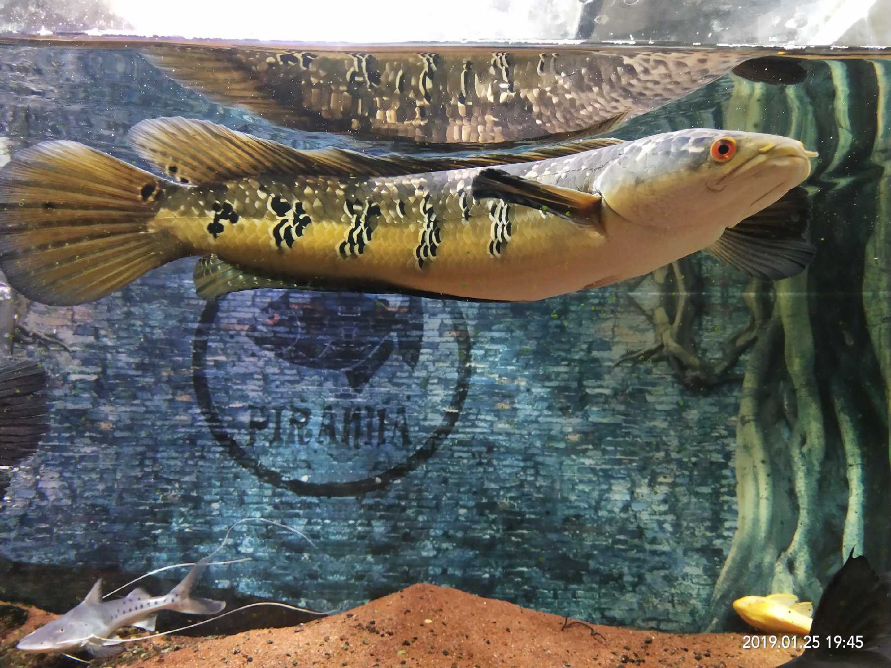 鱼- 热门商品专区