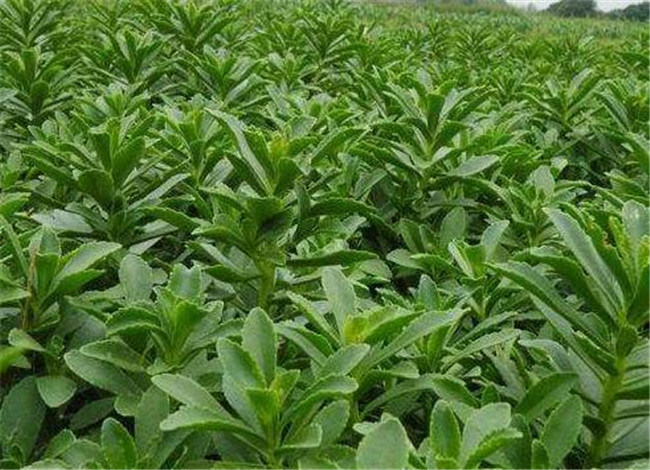 希望这些方法可以使您能更好的种植出救心菜了