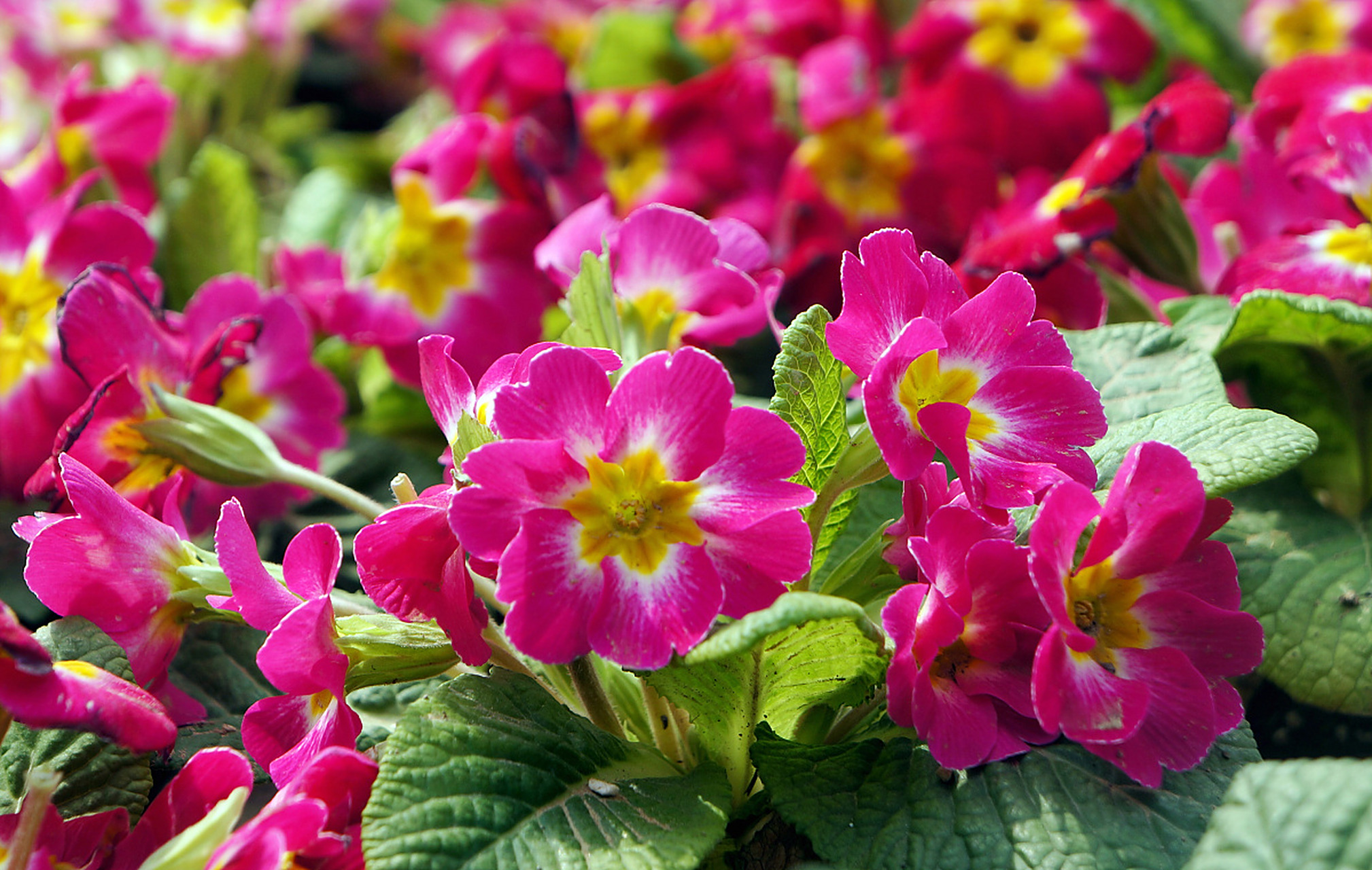 每日花语# 报春花的花语很多,寓意也跟花语相呼应.