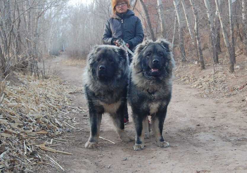 中国野狗种类图片