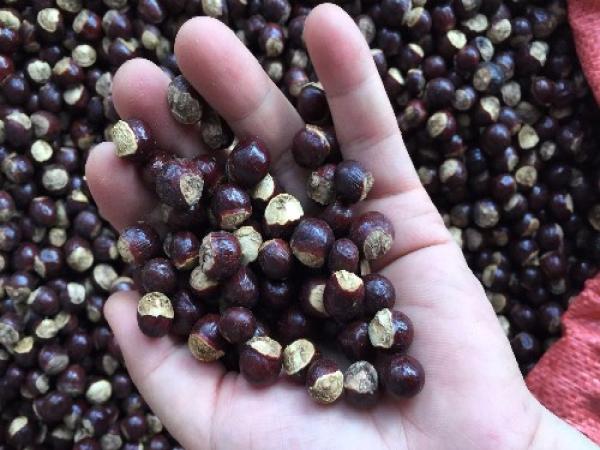 喜欢吃龙眼的人要注意,龙眼核不要扔!里面有很好的药用价值