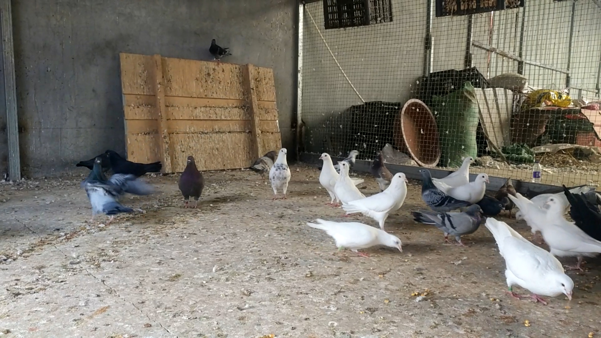养鸽户注意了,养鸽这三点不注意,小心鸽子全窝飞走,到时候你哭都没地