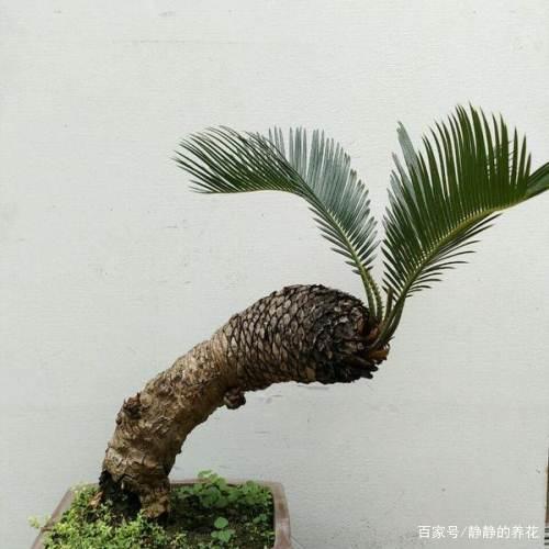 叔叔家有盆"龙鳞树"1年只长1片叶子,比较昂贵但寓意好