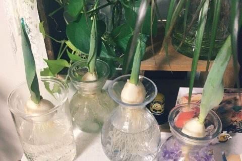郁金香的无土栽培方法,非常简单,只需要一个瓶子和水