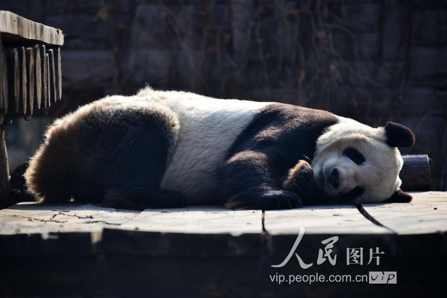 北京"高枕无忧"大熊猫睡姿笑翻游客