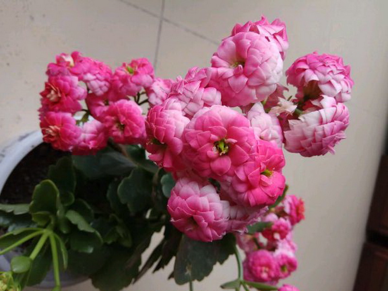 这可能是开花最美的多肉,还可能是多肉中开花最多的,超美长寿花