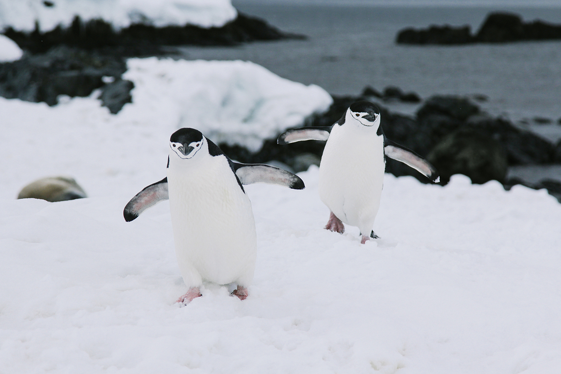 百度秋冬打卡挑战赛# 93帽带企鹅每天能睡一万次[吃鲸]  科学家给