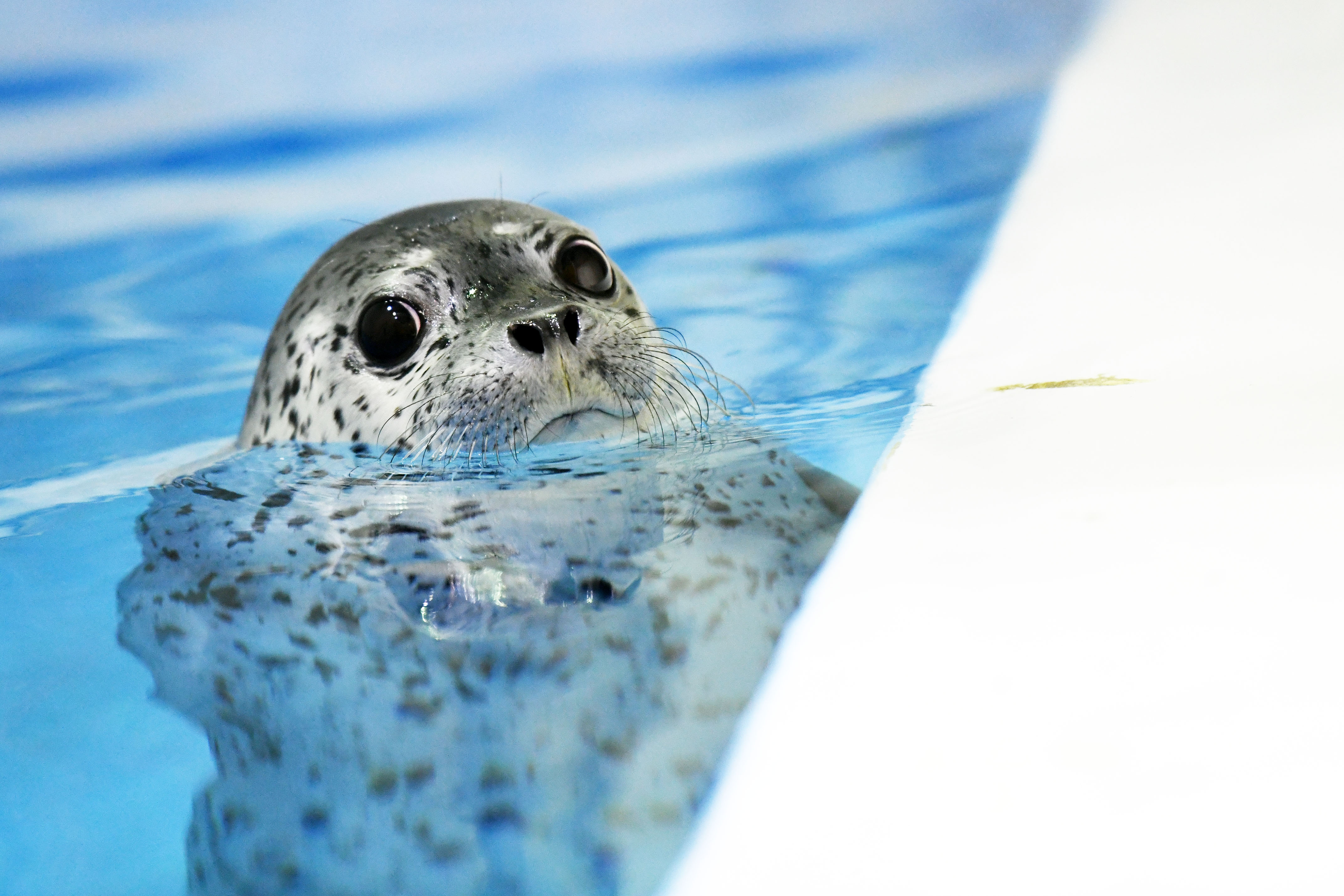 哈尔滨极地馆"海豹幼儿园"开园
