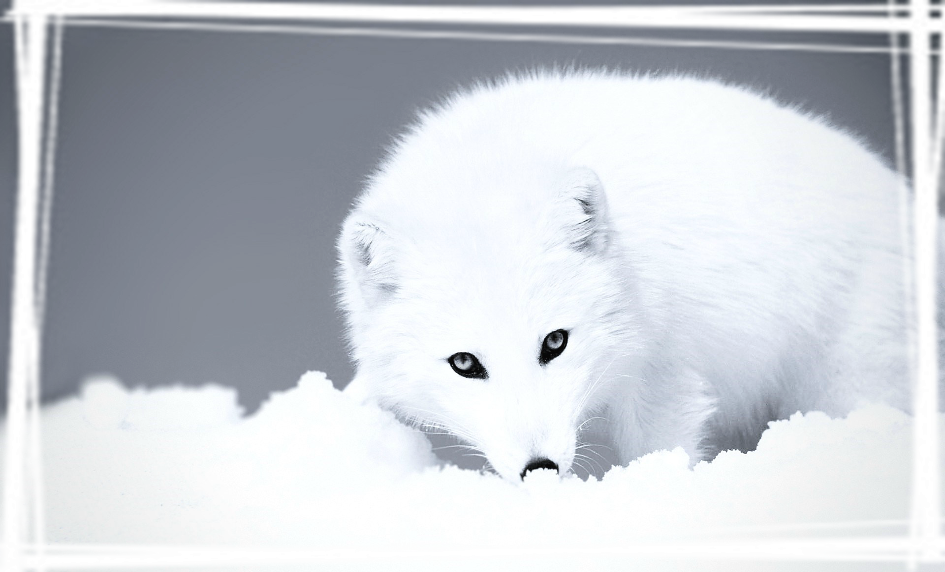 动物界北极狐高清桌面壁纸
