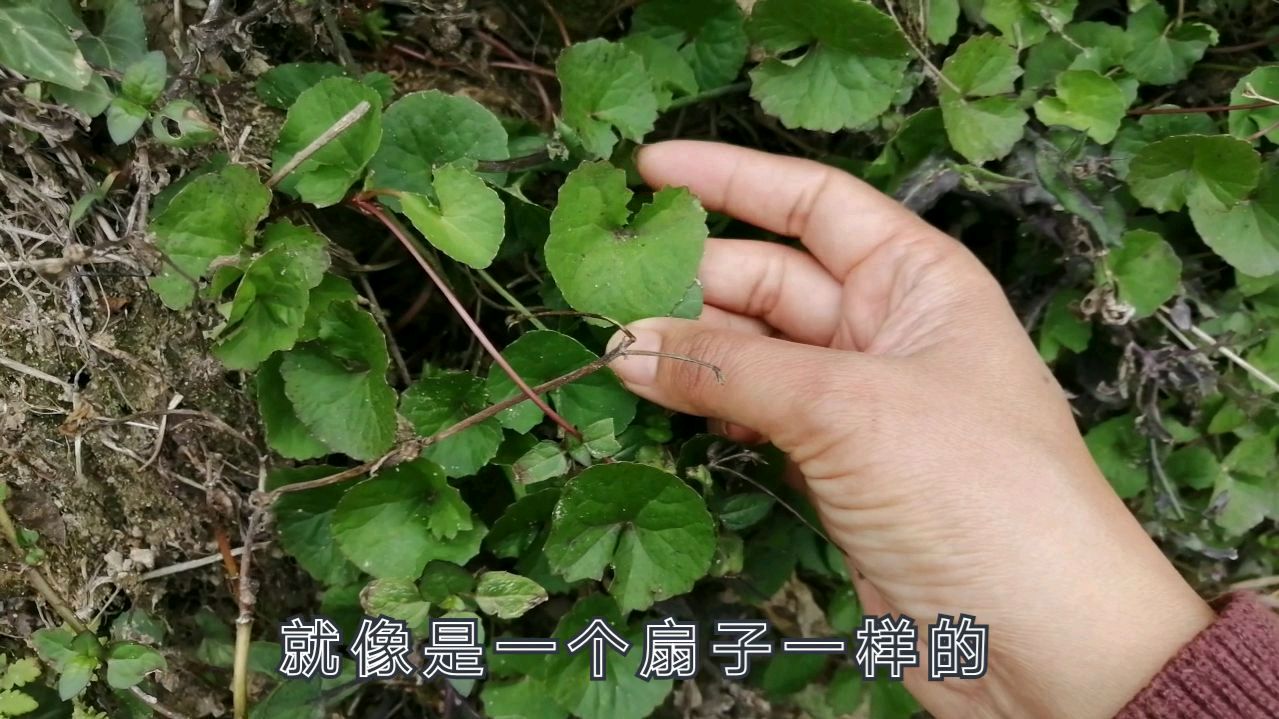 农村有一种叫“雷公根”的草,用来煮鸡蛋或者鸡肉汤,效果真多