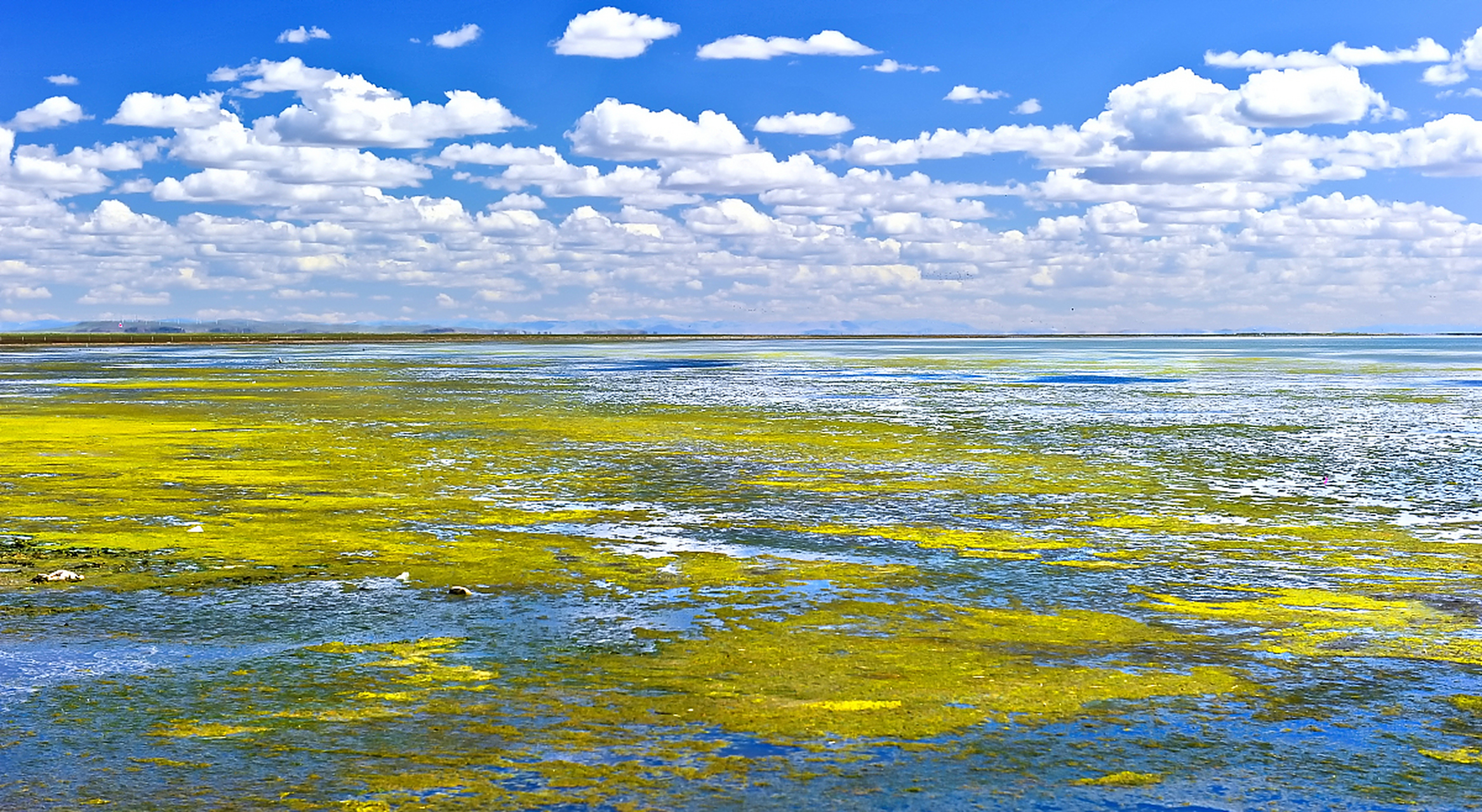 是内蒙古赤峰市克什克腾旗境内达里湖华子鱼洄游的季节