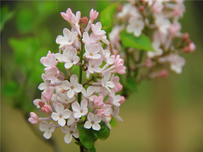 装饰效果很不错,丁子香惹人喜爱市场好,种植关键在水肥