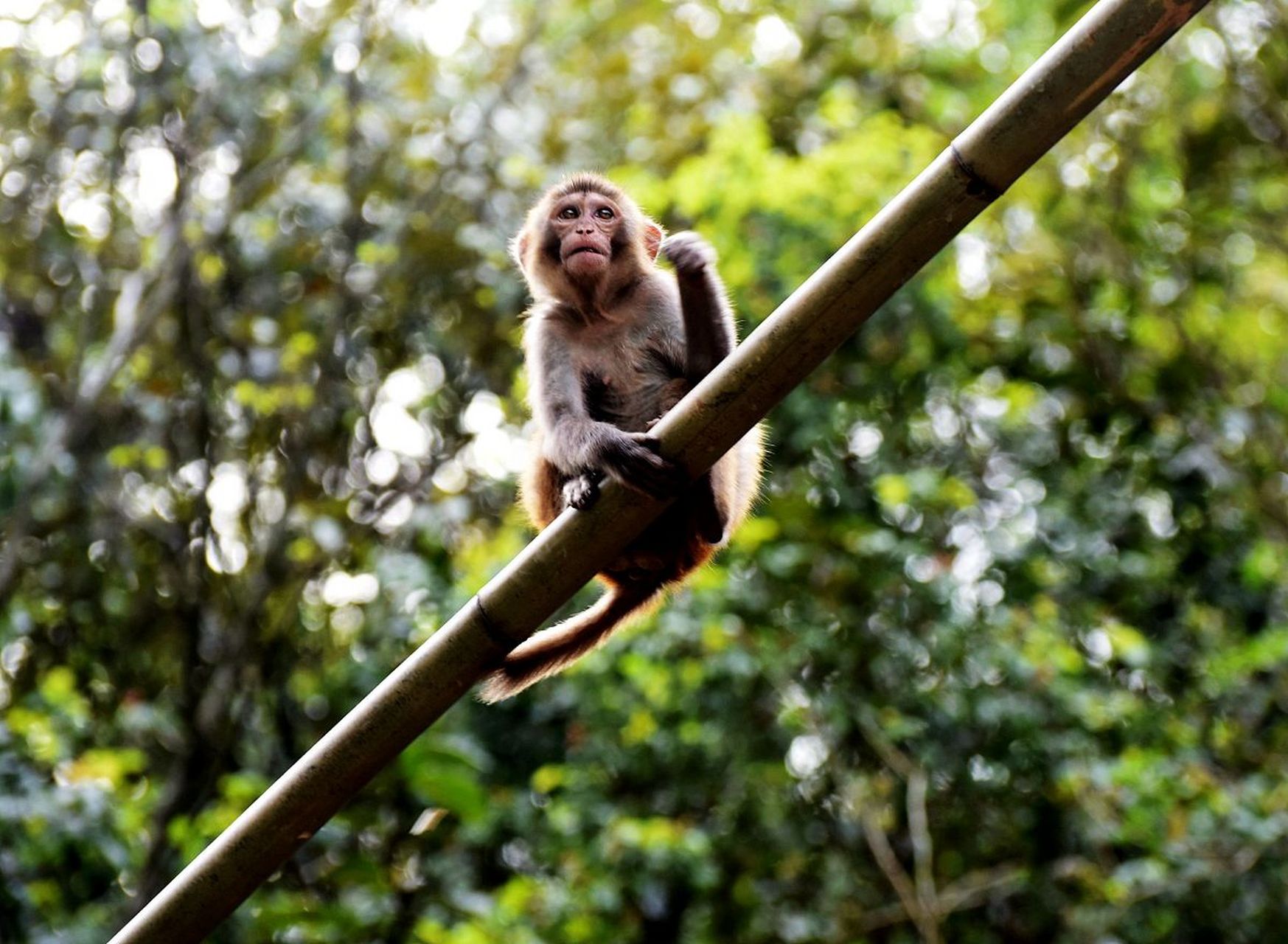 猴王谷景区是文成县西部山区的一颗明珠,面积约为1046公顷,拥有2万余