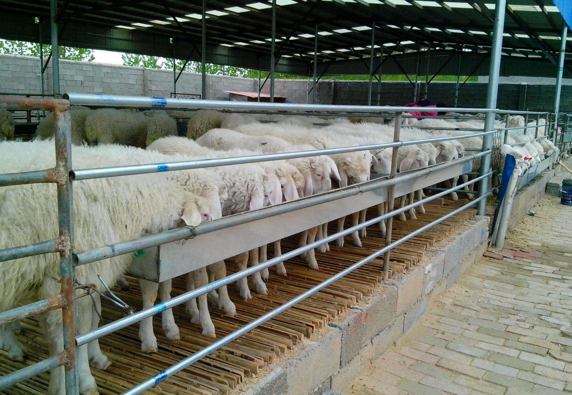 明年起,农村这几类养殖场将被严查,农民朋友们要早做准备!