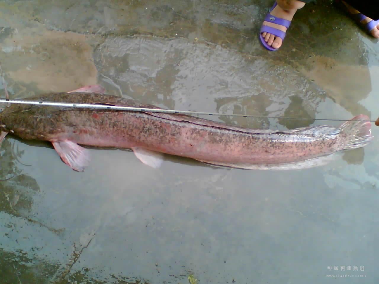 埃及胡子鲶知识免费科普,看一看你了解多少?