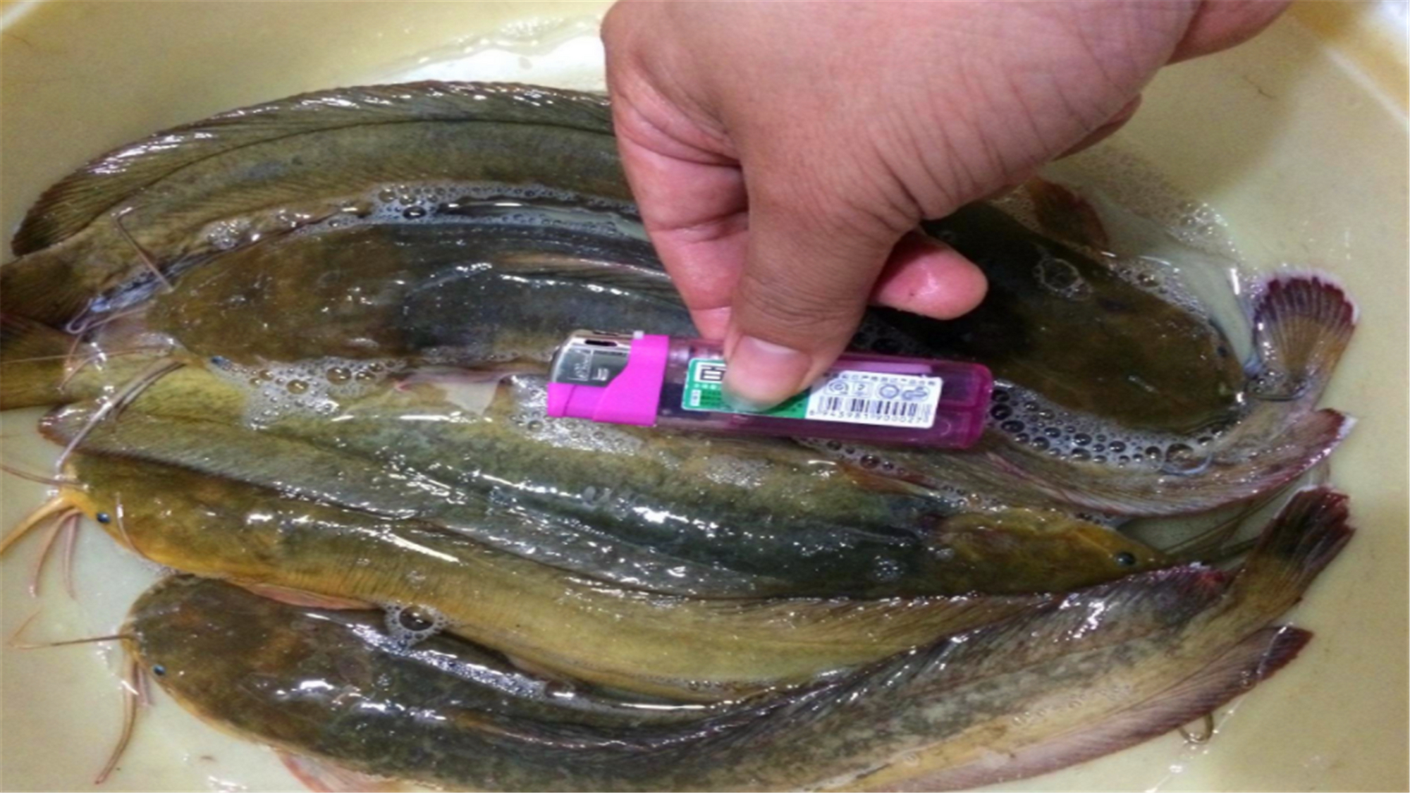 野河意外钓到一种无鳞鱼,长得很像鲶鱼,农村没人敢吃它