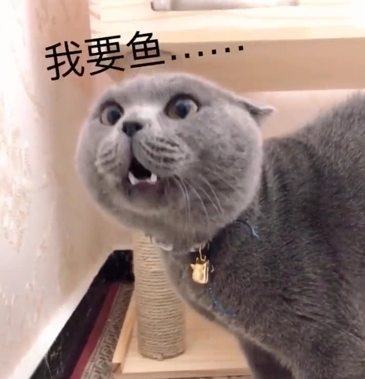 蓝猫等待宠主回家,突然没有了小鱼干,脸上表情360度的大转变
