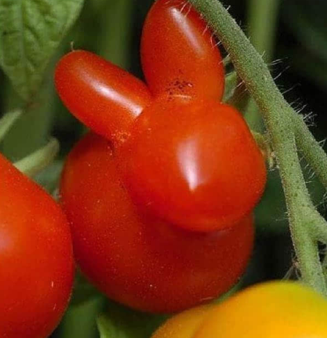 这些长相奇葩的水果!第一个最萌,第9个最搞笑!