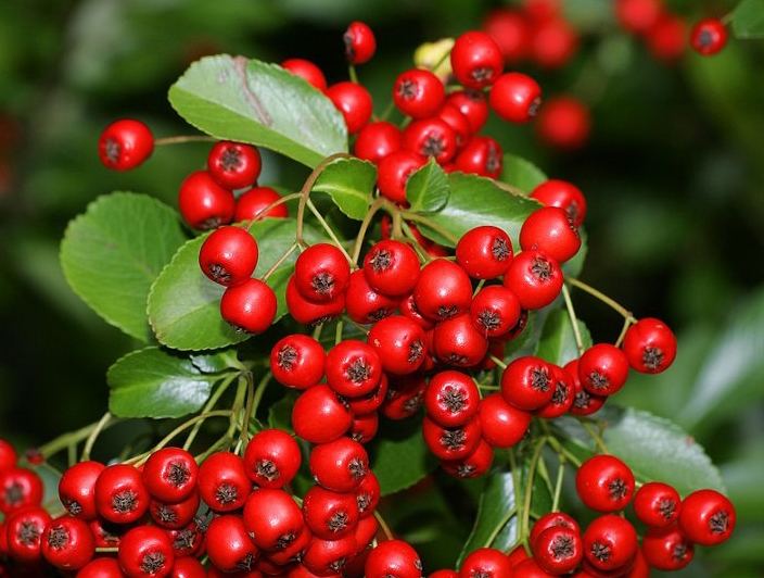 食用野果之火把果