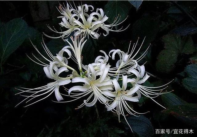 《神雕侠侣》中的"情花",源自曼陀罗华,而不是曼陀罗