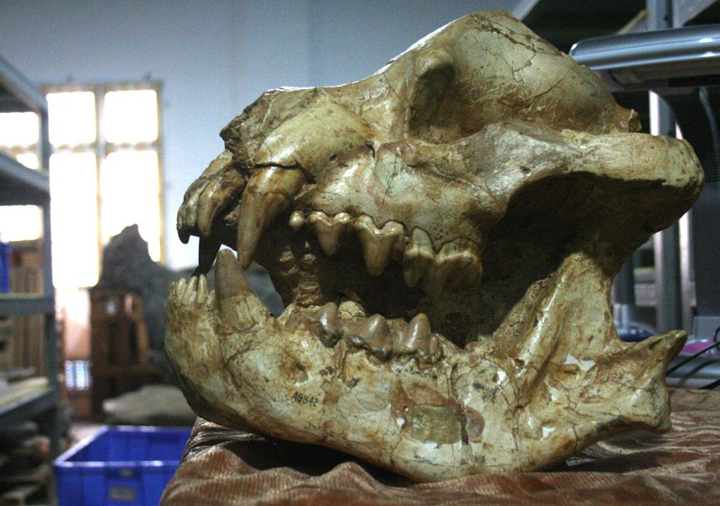 剑齿象,在1200万—100万年前生活于亚洲和非洲,体重12吨左右,是长鼻目