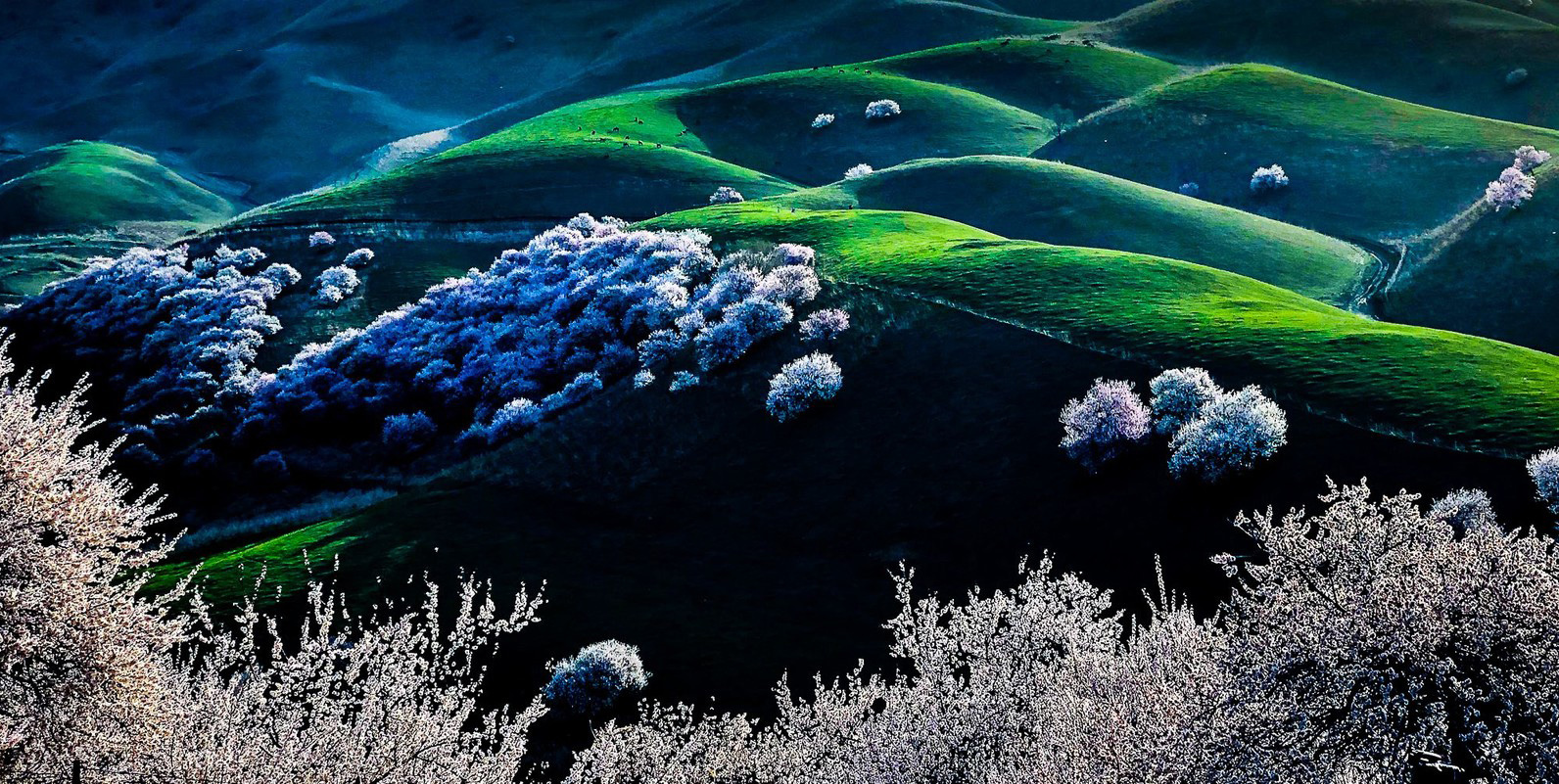 风光摄影:相约新疆那拉提杏花谷