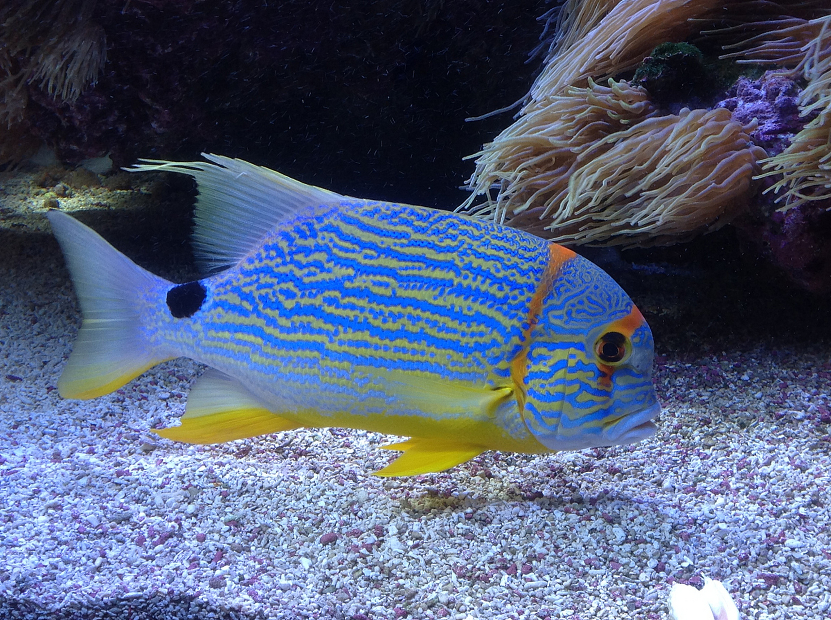 [原文:玛丽鱼该如何饲养你