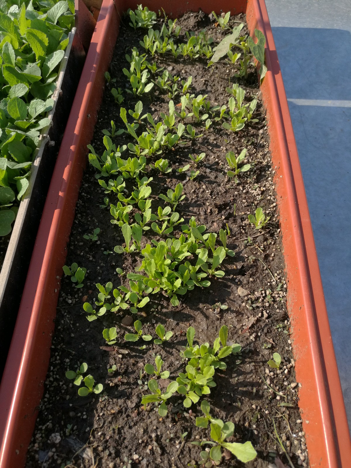 阳台盆 - 热门商品专区