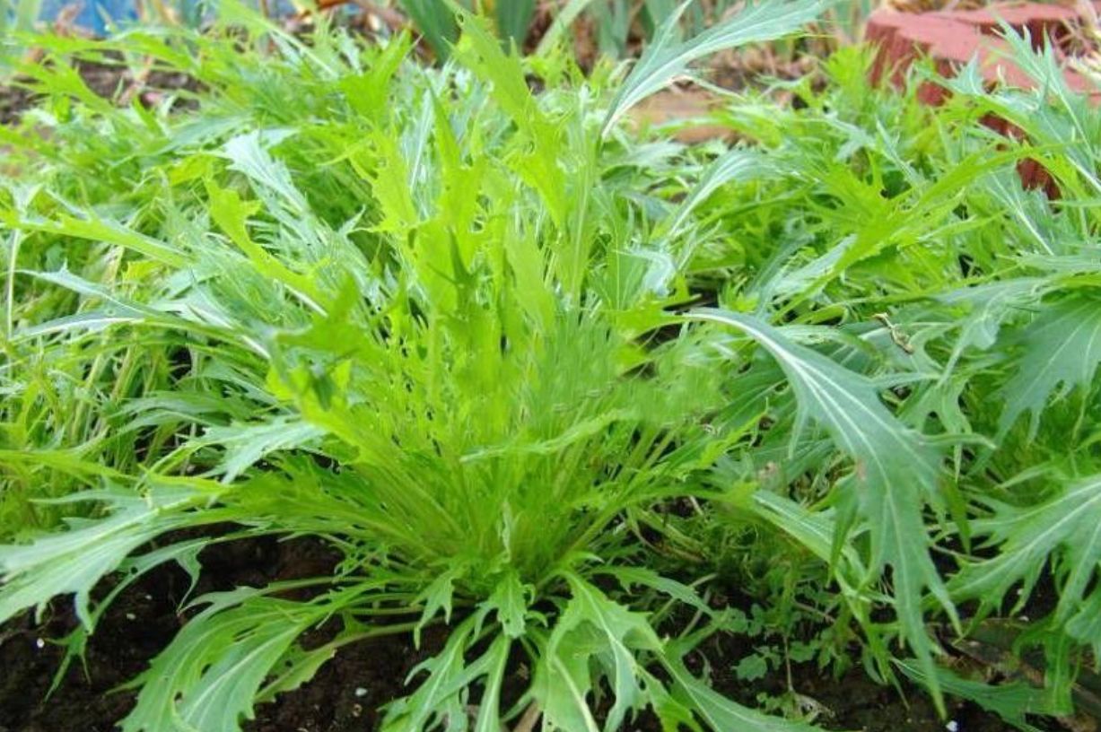 水里种植蔬菜 - 2020年最新商品信息聚合专区 - 百度爱采购