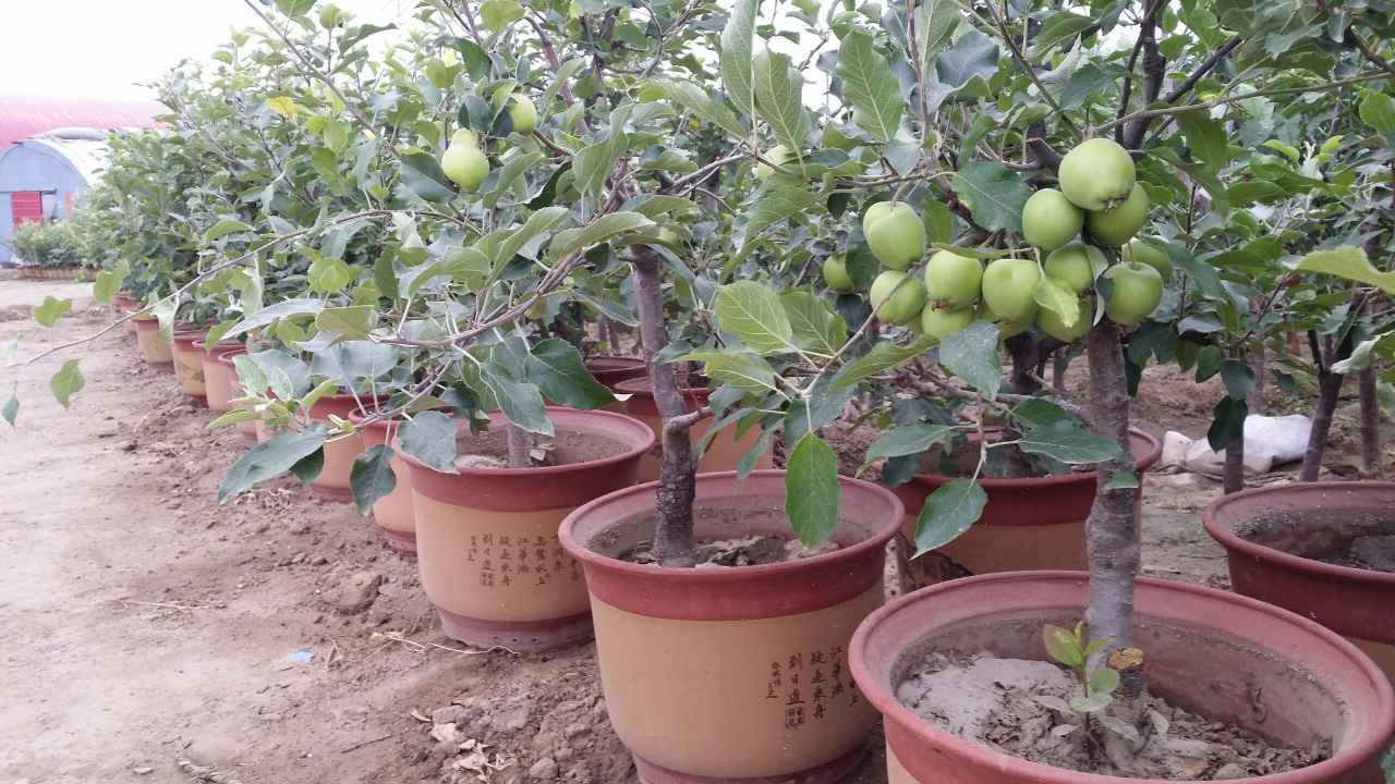 在家可以种植矮化果树,种植经验很重要,一起来学习一下!