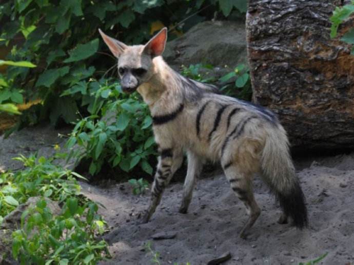 是什么原因让这种"狼"专吃蚂蚁,网友:你的尊严呢?