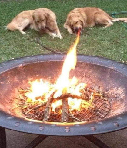 十张能把人看傻的动物视觉错觉图,能一眼就看出其中猫腻的算你牛