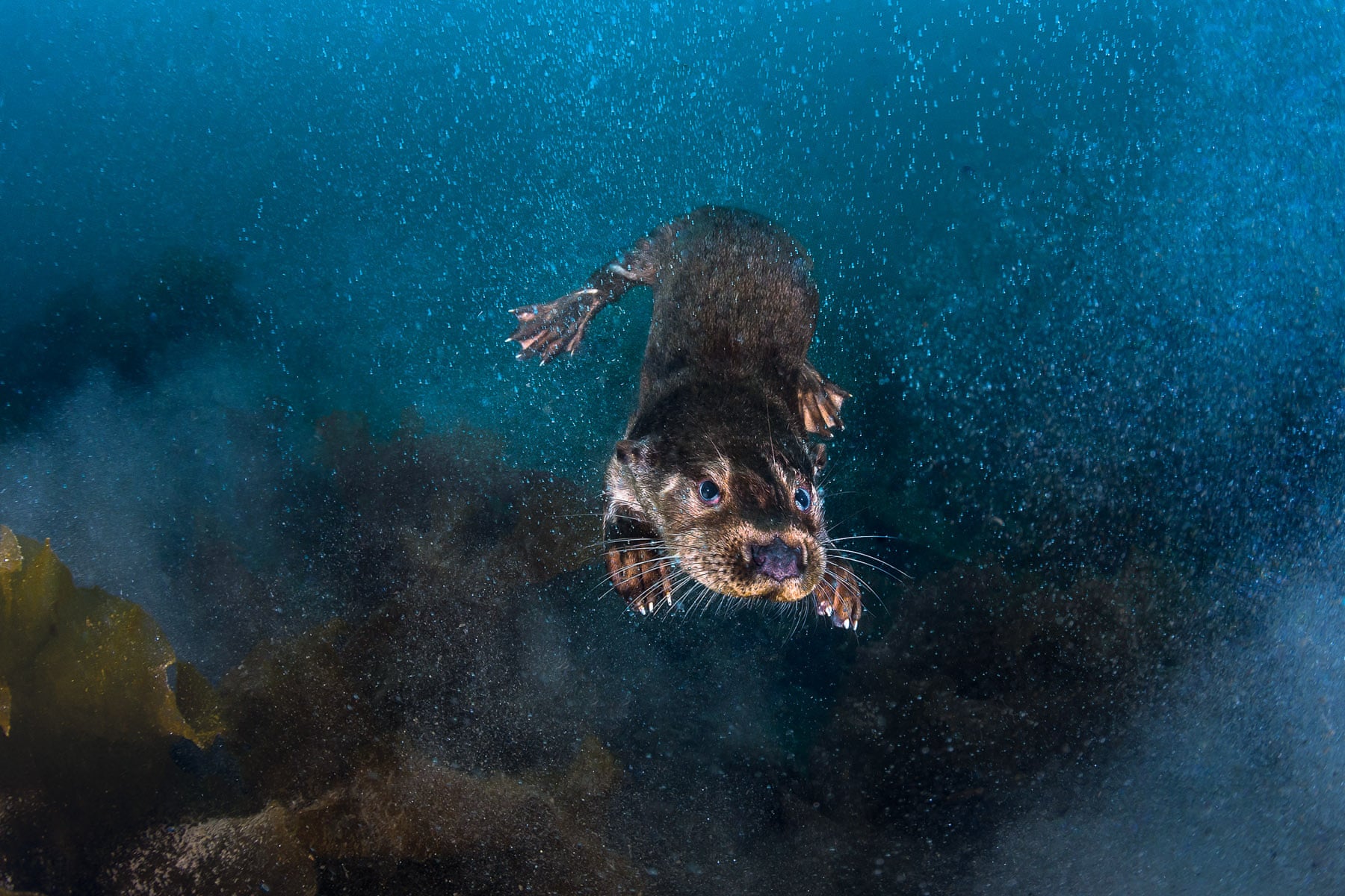 【"深藏不露"亚军】南非夸祖鲁-纳塔尔省的普罗蒂亚