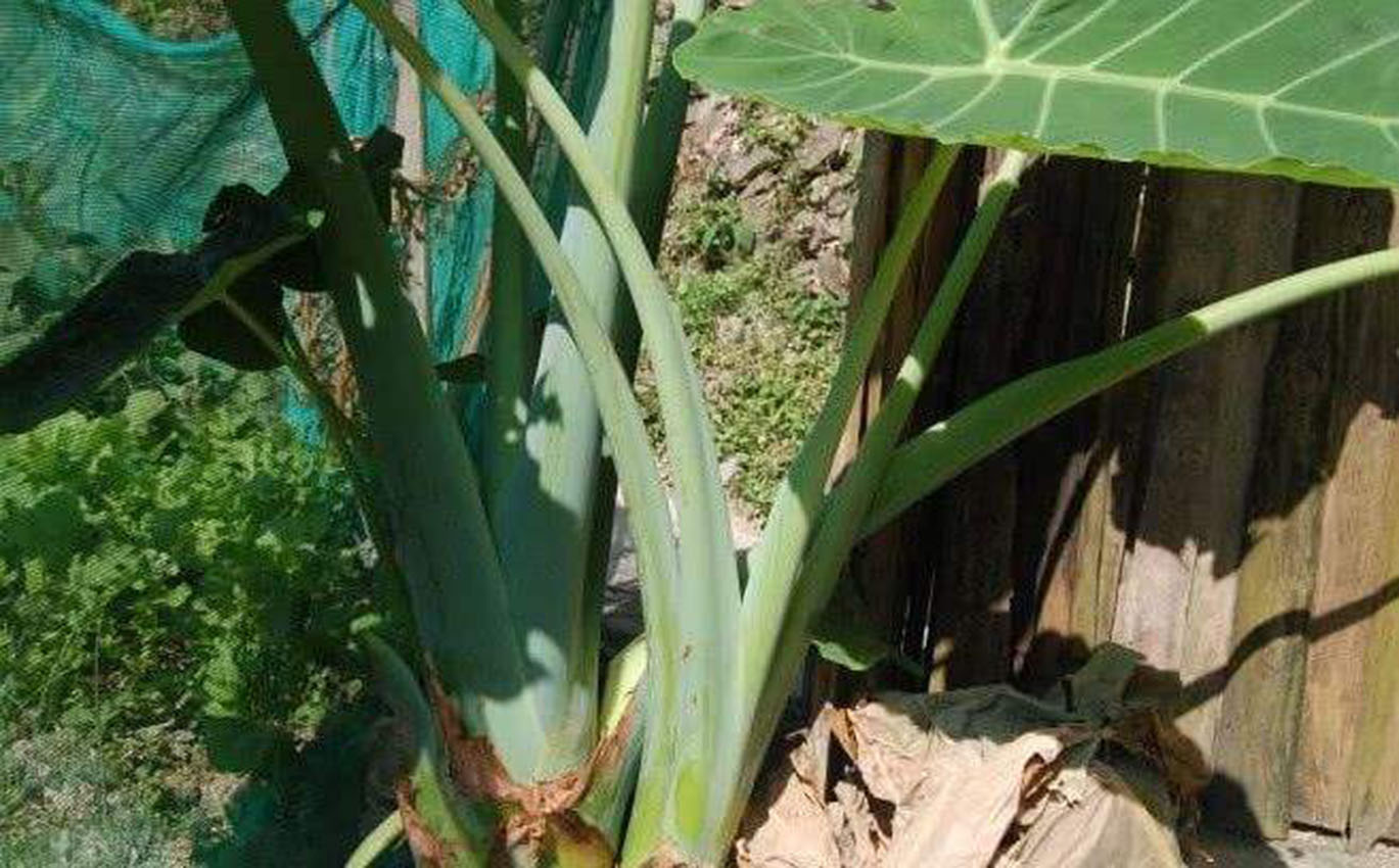 这植物叫"广芋",和滴水观音长得很像,叶柄可以吃,知道的不多