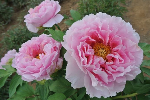 美国的国鸟是鹰,印度的国鸟是蓝孔雀,中国国鸟是什么?少有人知