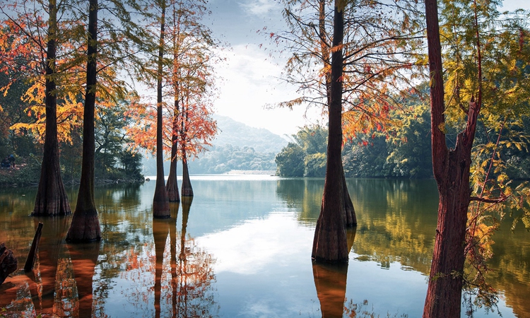 如镜面般的湖水,美丽的大树大自然的美景,给人心旷神怡的感觉.