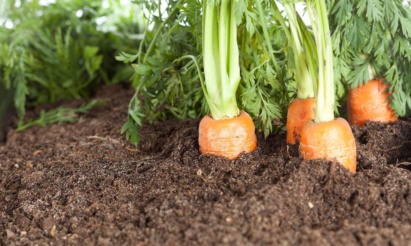 露地胡萝卜如何栽培,种植过程中应该注意的几个方面分析