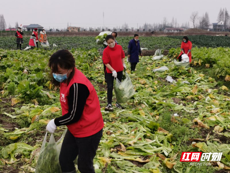 常德安乡:"疫"线流动志愿红
