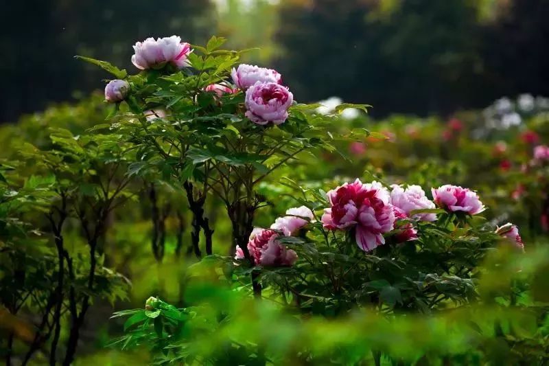 又到4月牡丹季!赏花不用去洛阳,成都这些地方藏着国色天香