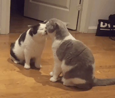 搞笑gif:人生处处皆艺术,你能想象到吗