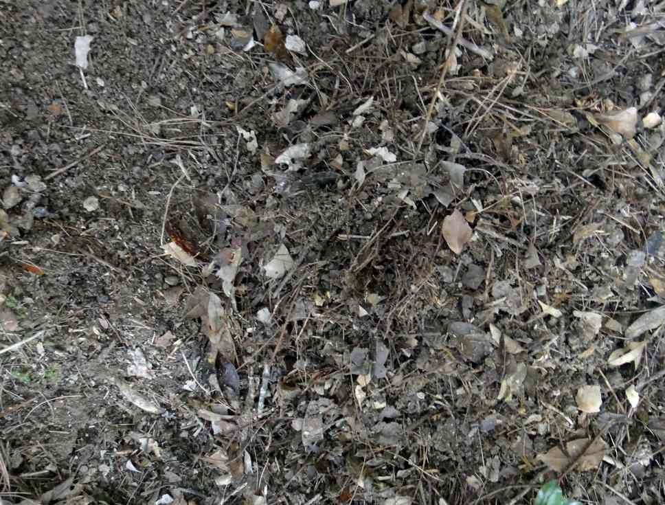 养花不舍得买腐叶土,那就自己做,用这个方法,一年都用