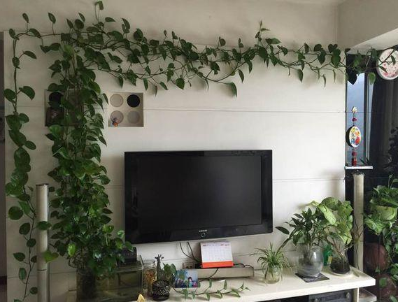 邻居绿萝养成背景墙?一问才知,原来是浇水加了"它"!难怪爆盆