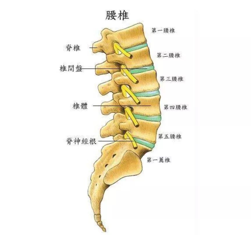 久坐不适未必是坐骨神经痛