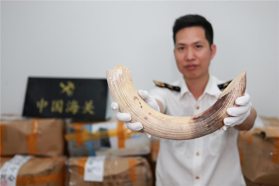 拱北海关查获1.66吨河马牙及相关工艺制品