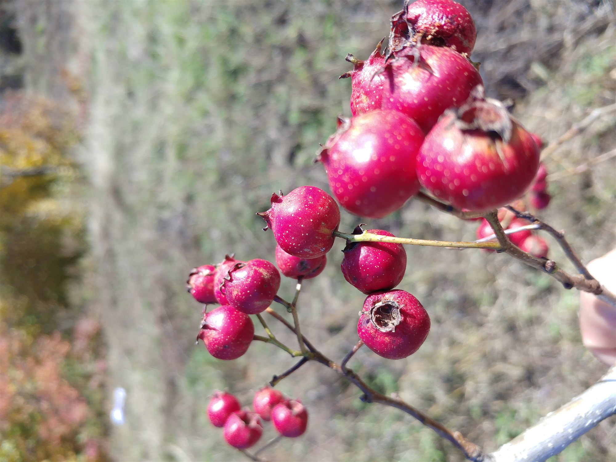 东北入冬了,也是这几样野果最好吃的时候