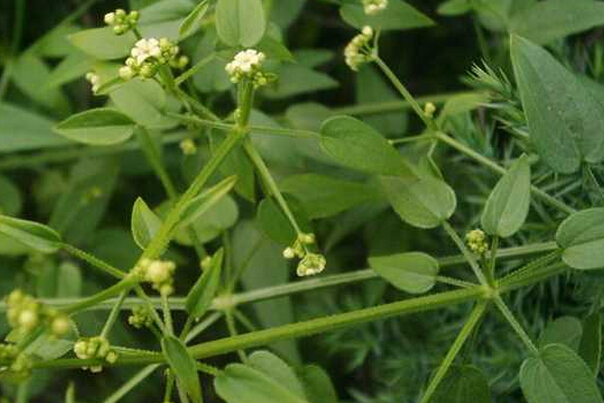 沟边这野草,儿时用来染蛋壳,却不知是止血良药,人称"鸿茅"